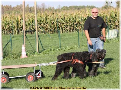 bouvier des flandres et attelage canin - Elevage du Clos de la Luette  -  Copyright depose